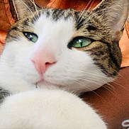 Maiyu is registered to the contest to win money with this photo: animal, cat, close_up, cute, domestic_cat, ear, face, feline, fur, green_eyes, indoor, orange_background, paw, person_arm, pet, pink_nose, relaxed, resting, soft, whiskers