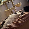 Alaska participe au concours pour gagner de l'argent avec cette photo : cat, black_and_white_cat, sleeping, relaxed, lying_down, belly_up, paws, pink_nose, whiskers, fur, blanket, bed, cat_tree, indoor, home, cozy, resting, portrait, animal, nap