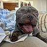 Elias is registered to the contest to win money with this photo: dog, canine, pet, tongue_out, happy, smiling, indoor, couch, blanket, striped_pillow, living_room, cozy, fur, paw, ears, relaxed, closeup, mouth_open, tongue