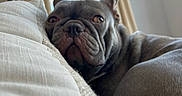 Elias joined the competition — help win amazing prizes! dog, french_bulldog, pet, indoor, couch, pillows, window, curtains, relaxed, sleepy, animal, mammal, face, ears, fur, snout, home, living_room, portrait, closeup
