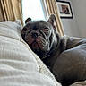 dog, french_bulldog, pet, indoor, couch, pillows, window, curtains, relaxed, sleepy, animal, mammal, face, ears, fur, snout, home, living_room, portrait, closeup
