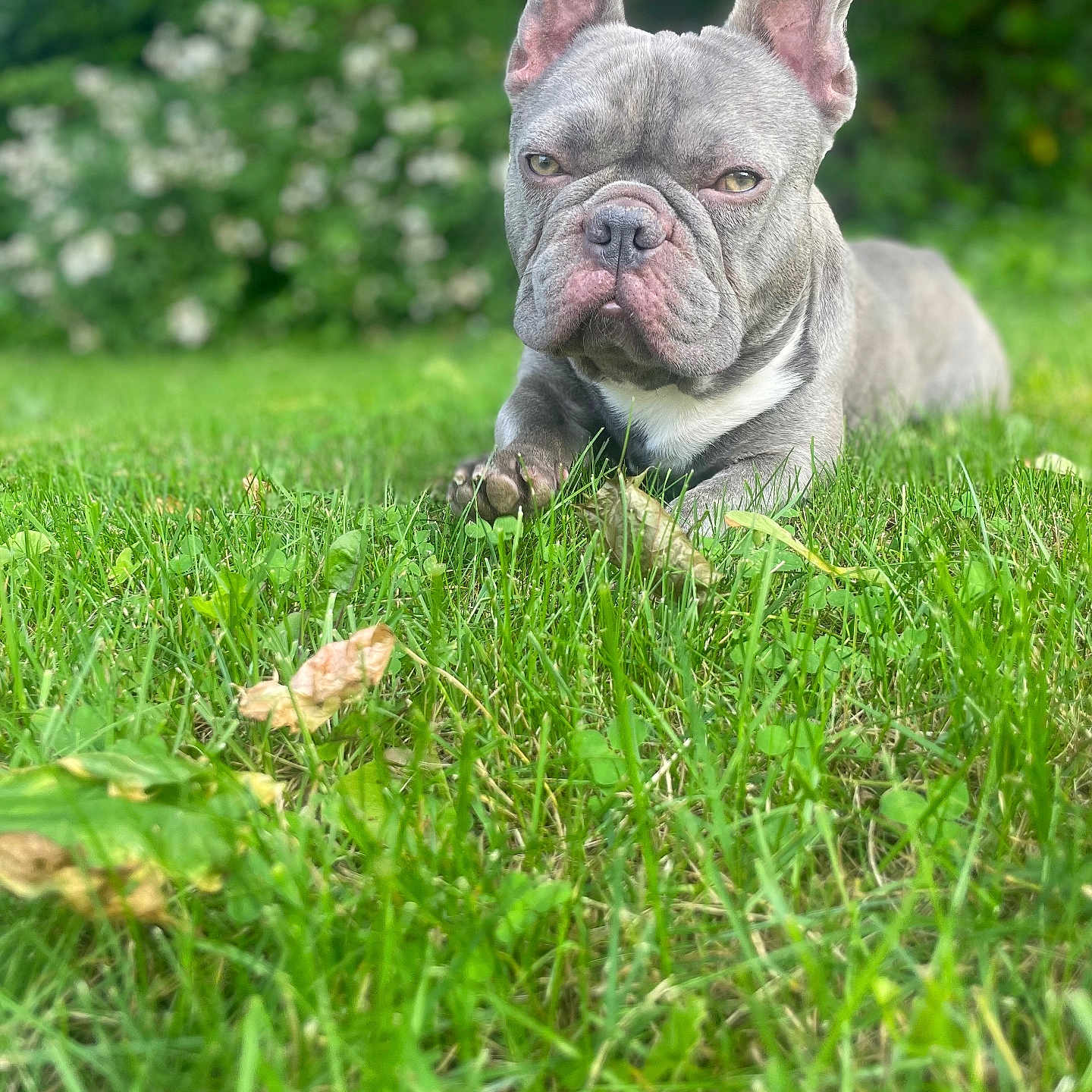 Elias