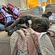 Elias joined the competition — help win amazing prizes! dog, puppy, sleeping, couch, quilt, blanket, indoor, window, natural_light, resting, cozy, french_bulldog, pet, animal, fur, ears, face, home, relaxation, comfort