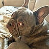 Elias is registered to the contest to win money with this photo: dog, french_bulldog, pet, canine, close_up, indoor, blanket, sofa, ears, fur, looking_back, expression, animal, companion, cozy, resting, cute, portrait, brown, house