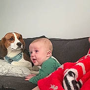 Ronin joined the competition — help win amazing prizes! baby, dog, beagle, couch, blanket, green_clothing, living_room, wall_art, frame, pet, infant, furniture, animal, cute, child, indoor, person, relaxing, home, portrait