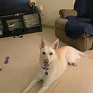 Aaliyah joined the competition — help win amazing prizes! dog, canine, pet, living_room, tv_stand, television, recliner, armchair, tile_floor, toy, chew_toy, plant, collar, pet_tag, happy, ears_up, indoor, furniture, power_outlet, blanket