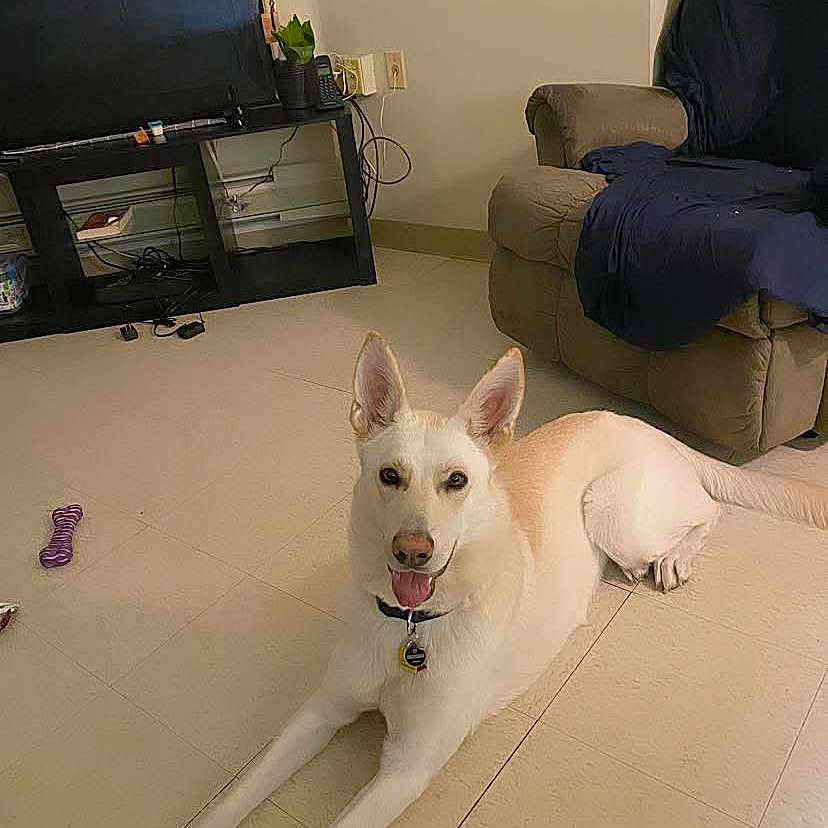 Aaliyah joined the competition — help win amazing prizes! armchair, blanket, canine, chew_toy, collar, dog, ears_up, furniture, happy, indoor, living_room, pet, pet_tag, plant, power_outlet, recliner, television, tile_floor, toy, tv_stand
