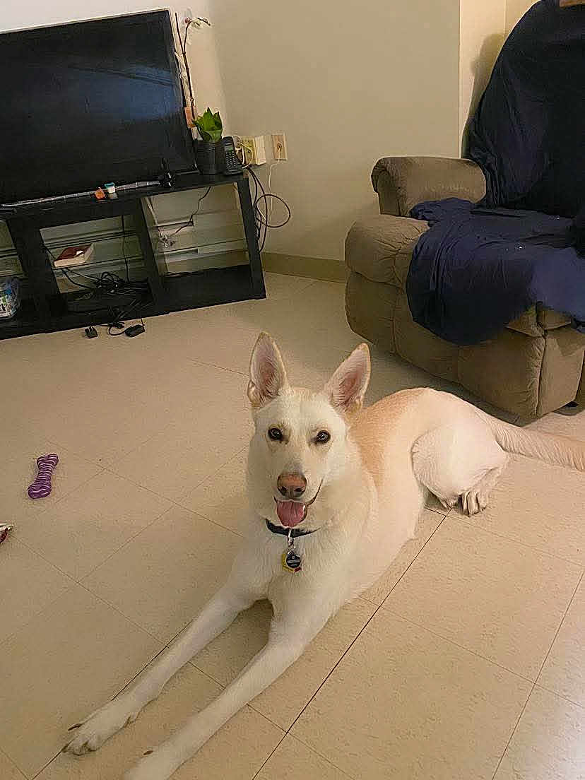 Aaliyah joined the competition — help win amazing prizes! dog, canine, pet, living_room, tv_stand, television, recliner, armchair, tile_floor, toy, chew_toy, plant, collar, pet_tag, happy, ears_up, indoor, furniture, power_outlet, blanket