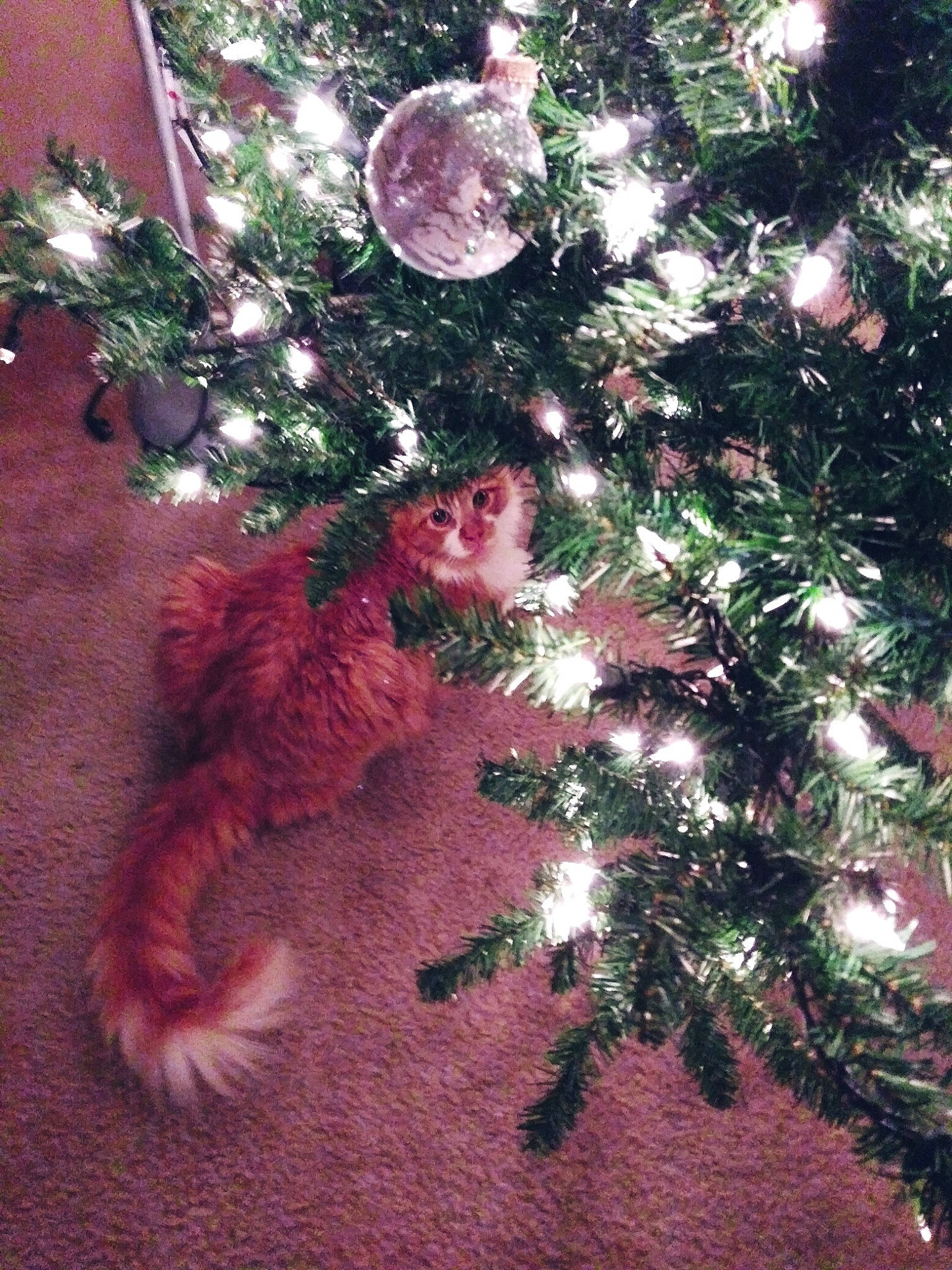 Gretzky is registered to the contest to win money with this photo: canidae, carnivore, cat, christmas, christmas_ornament, christmas_tree, fawn, felidae, fir, fur, pine_family, plant, sporting_group, tail, tree