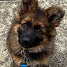 puppy, dog, german_shepherd, leash, collar, sidewalk, outdoor, pet, animal, fluffy, cute, young, curious, brown, black, fur, ears, sitting, looking_up, daylight