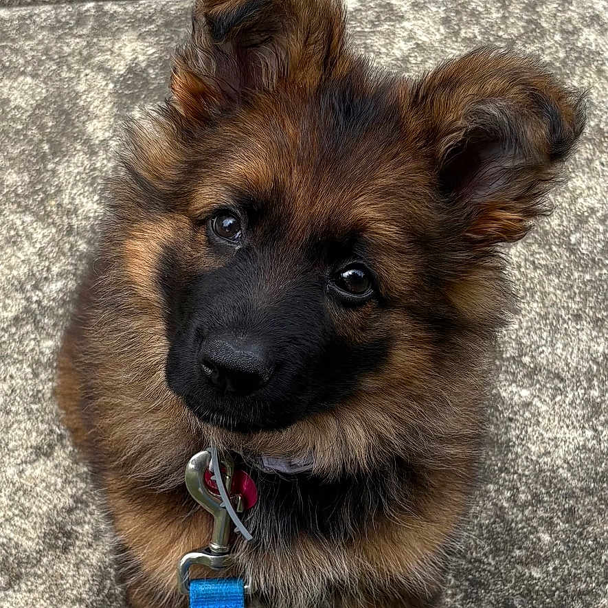 Athena