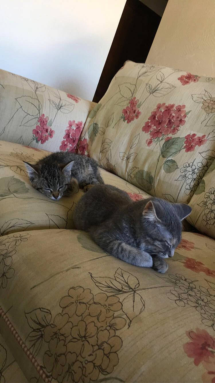 Luna joined the competition — help win amazing prizes! asian, bed, bed_sheet, carnivore, cat, comfort, couch, cushion, domestic_short_haired_cat, european_shorthair, felidae, furniture, kitten, linens, nap, sleep, small_to_medium_sized_cats, tabby_cat, tail, whiskers