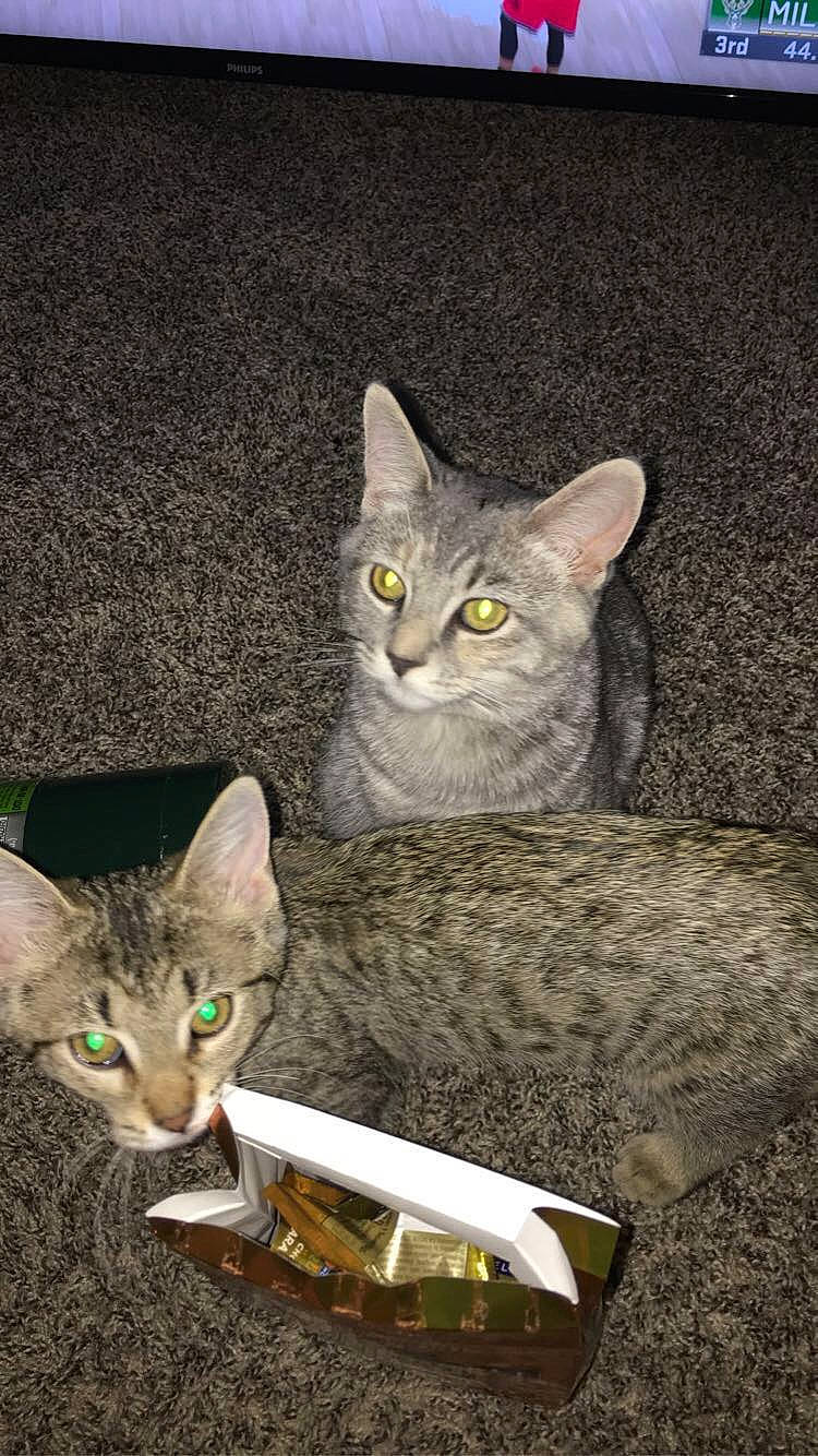 Lilly joined the competition — help win amazing prizes! asian, australian_mist, california_spangled, carnivore, cat, chausie, domestic_short_haired_cat, european_shorthair, felidae, kitten, mammal, ocicat, small_to_medium_sized_cats, tabby_cat, whiskers