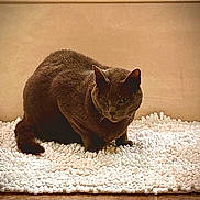 Woody joined the competition — help win amazing prizes! cat, grey_cat, pet, animal, indoor, rug, carpet, cozy, whiskers, ears, eyes, portrait, sitting, paws, fur, home, interior, background_wall, close_up, calm