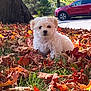 Melo is registered to the contest to win money with this photo: animal, autumn, curious, cute, daylight, dog, fall_leaves, fluffy, grass, leaf_litter, nature, outdoor, park, pet, puppy, red_car, seasonal, small_dog, tree_trunk, white_dog