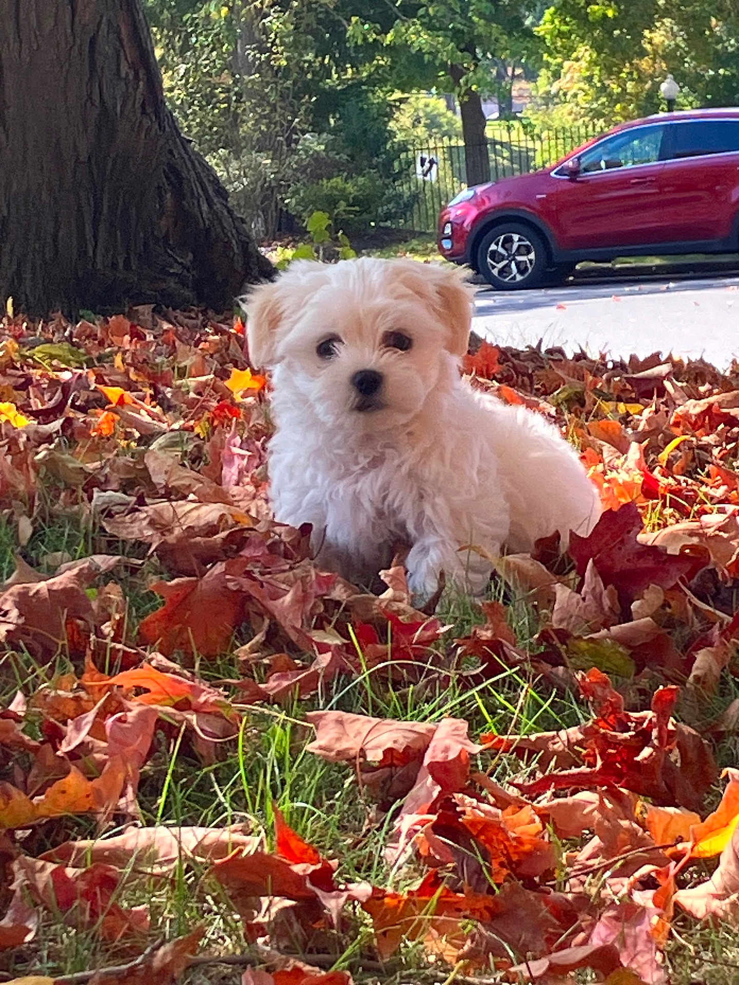Melo