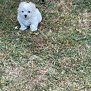 Melo joined the competition — help win amazing prizes! animal, cute, daylight, dog, fluffy, garden_light, grass, grass_patch, greenery, lawn, nature, outdoor, pet, plant, puppy, sitting, small_dog, white_dog, yard, young_dog