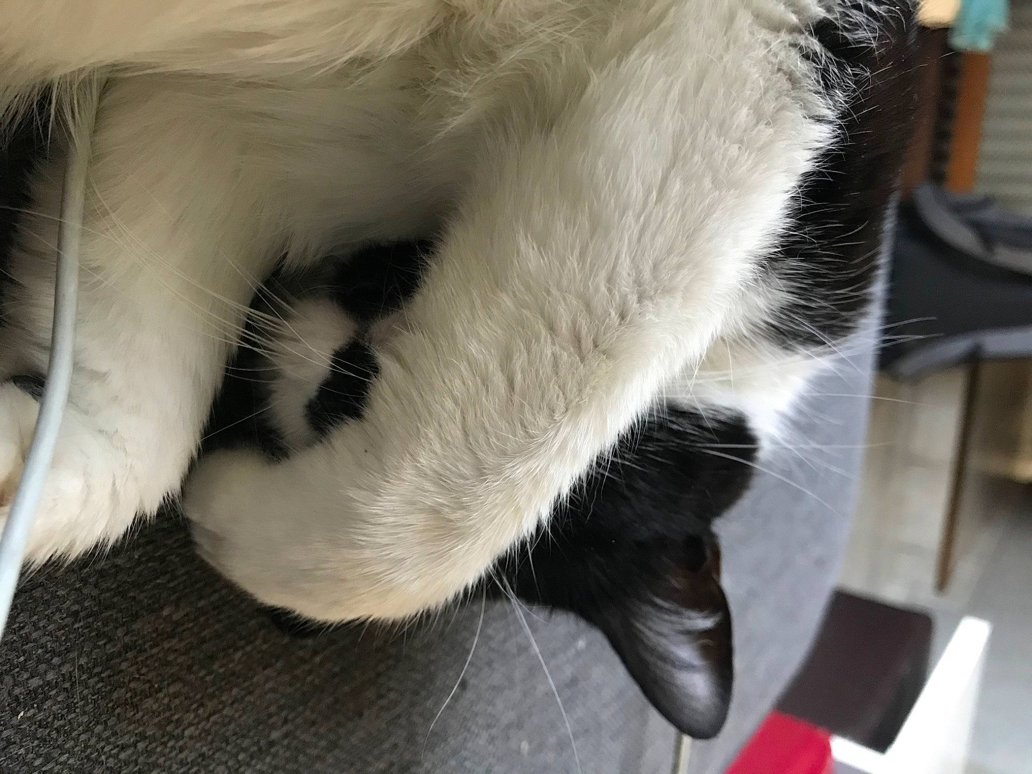 Nala a rejoint le concours — aidez-le/la à gagner de superbes lots ! canidae, carnivore, cat, chair, claw, comfort, companion_dog, dog_breed, domestic_short_haired_cat, fang, felidae, fur, nap, paw, small_to_medium_sized_cats, snout, sporting_group, tail, terrestrial_animal, whiskers