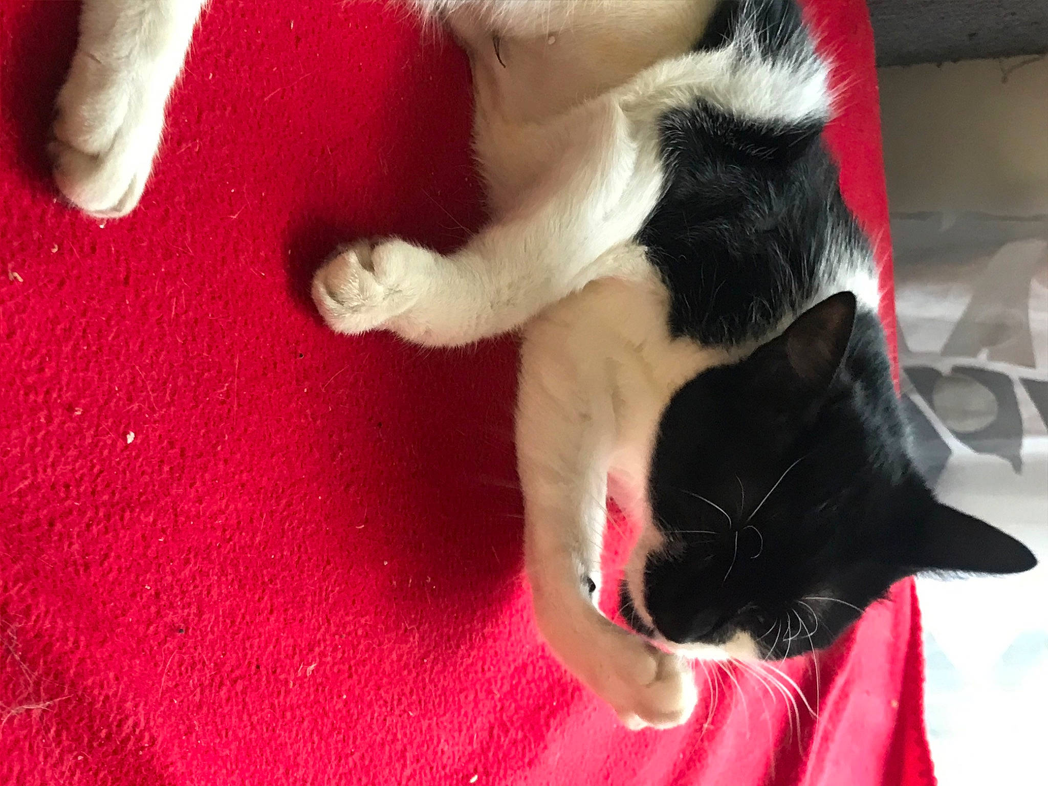 Nala a rejoint le concours — aidez-le/la à gagner de superbes lots ! canidae, carmine, carnivore, cat, claw, comfort, companion_dog, dog_breed, domestic_short_haired_cat, felidae, flooring, foot, fur, mammal, paw, small_to_medium_sized_cats, snout, sporting_group, tail, whiskers