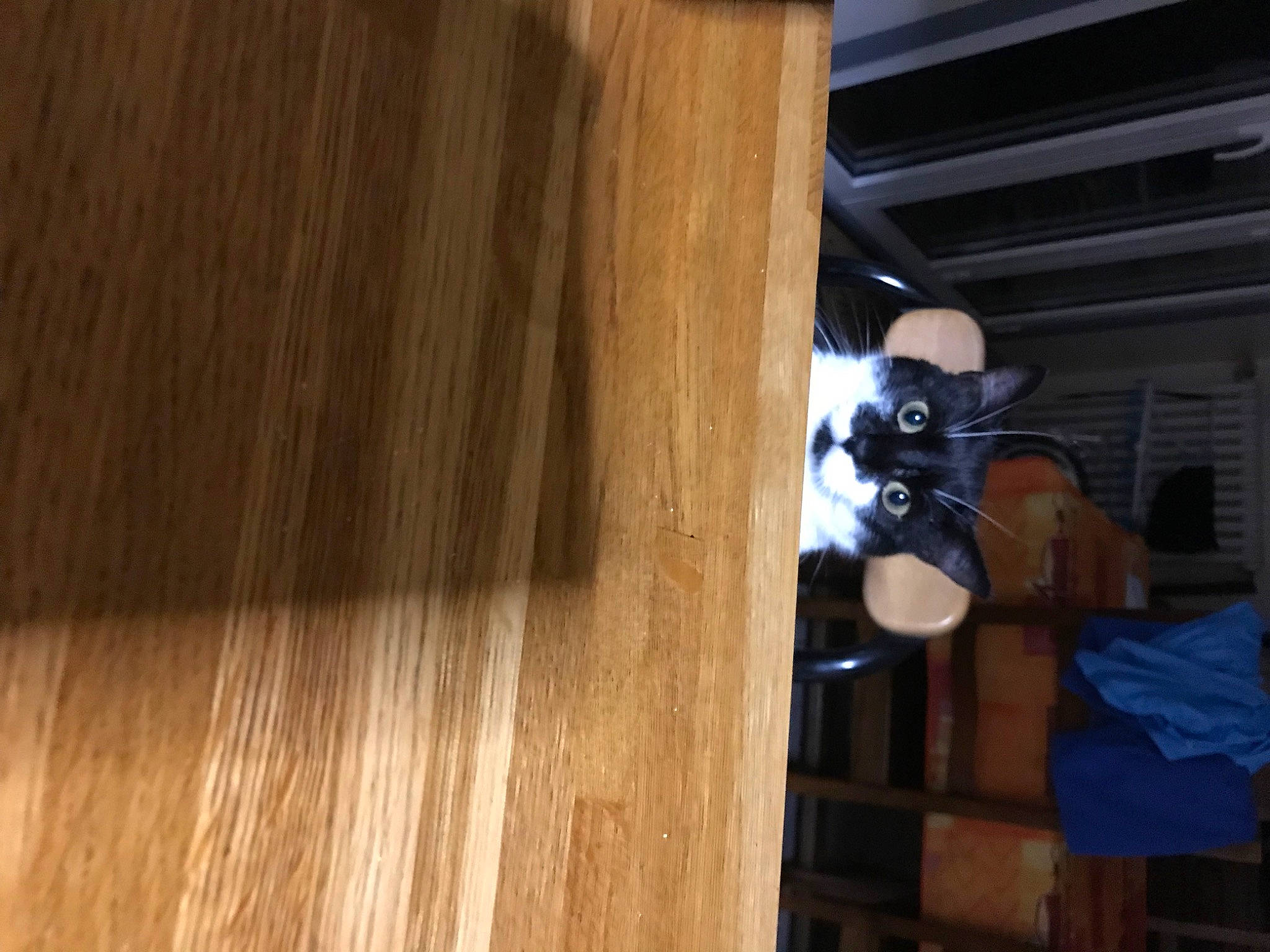 Nala participe au concours pour gagner de l'argent avec cette photo : cupboard, door, drawer, flooring, hardwood, hat, home_door, lumber, pattern, plank, plywood, room, shelf, shelving, toy, varnish, window, wood, wood_flooring, wood_stain