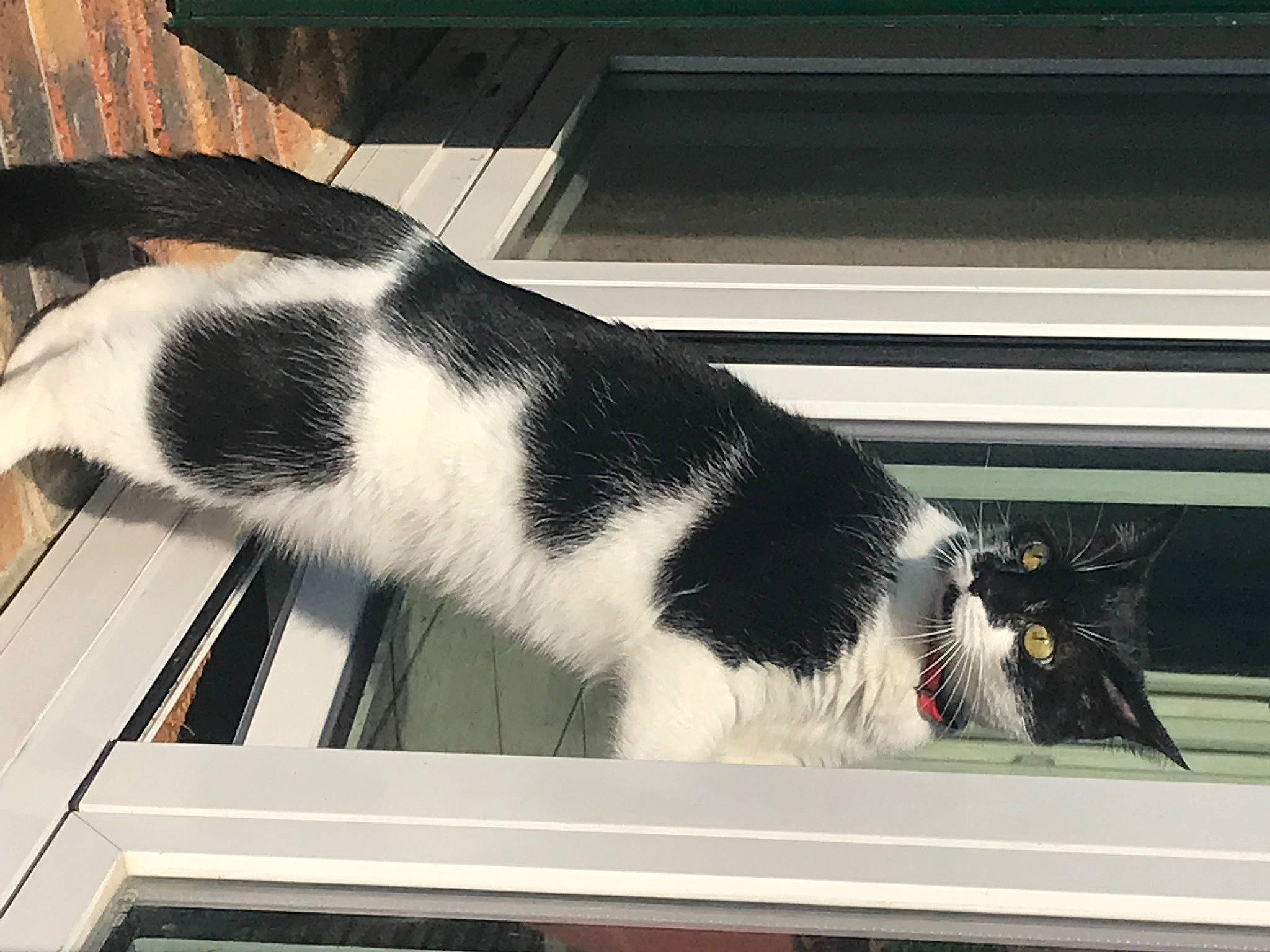 Nala a rejoint le concours — aidez-le/la à gagner de superbes lots ! auto_part, automotive_exterior, automotive_window_part, carnivore, cat, domestic_short_haired_cat, felidae, fur, mammal, small_to_medium_sized_cats, snout, tail, terrestrial_animal, tints_and_shades, vehicle_door, vertebrate, whiskers, window, windscreen_wiper, windshield