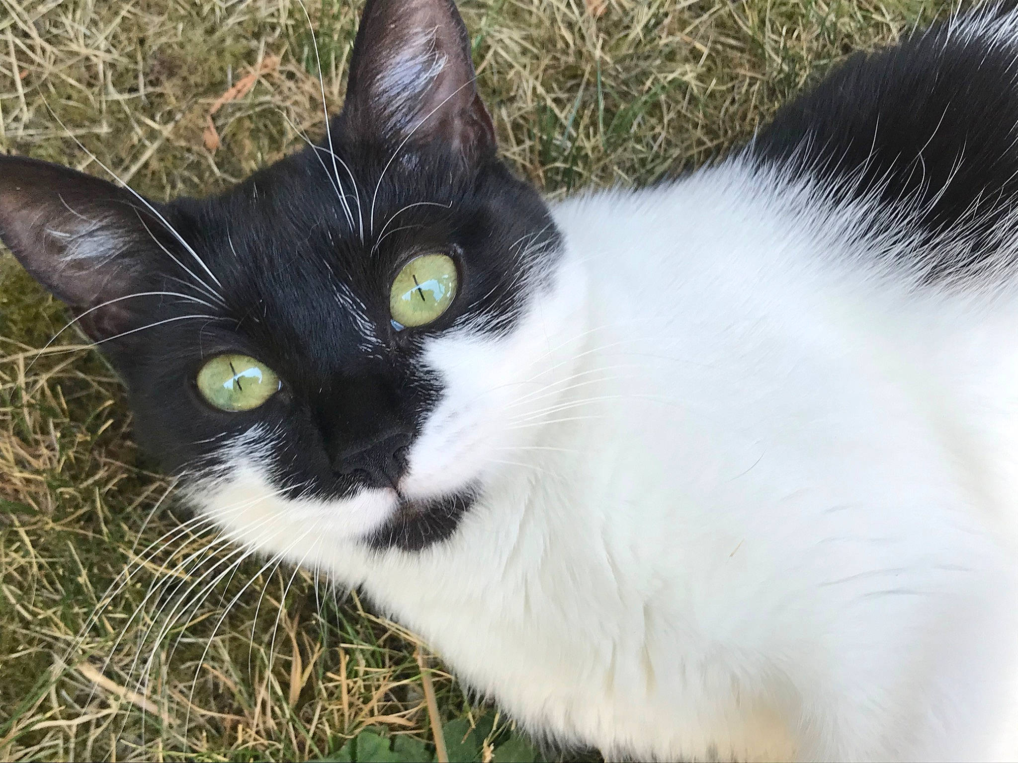 Nala a rejoint le concours — aidez-le/la à gagner de superbes lots ! black_cat, carnivore, cat, domestic_short_haired_cat, eye, felidae, fur, grass, head, plant, sitting, small_to_medium_sized_cats, tail, terrestrial_animal, tree, whiskers, wildlife