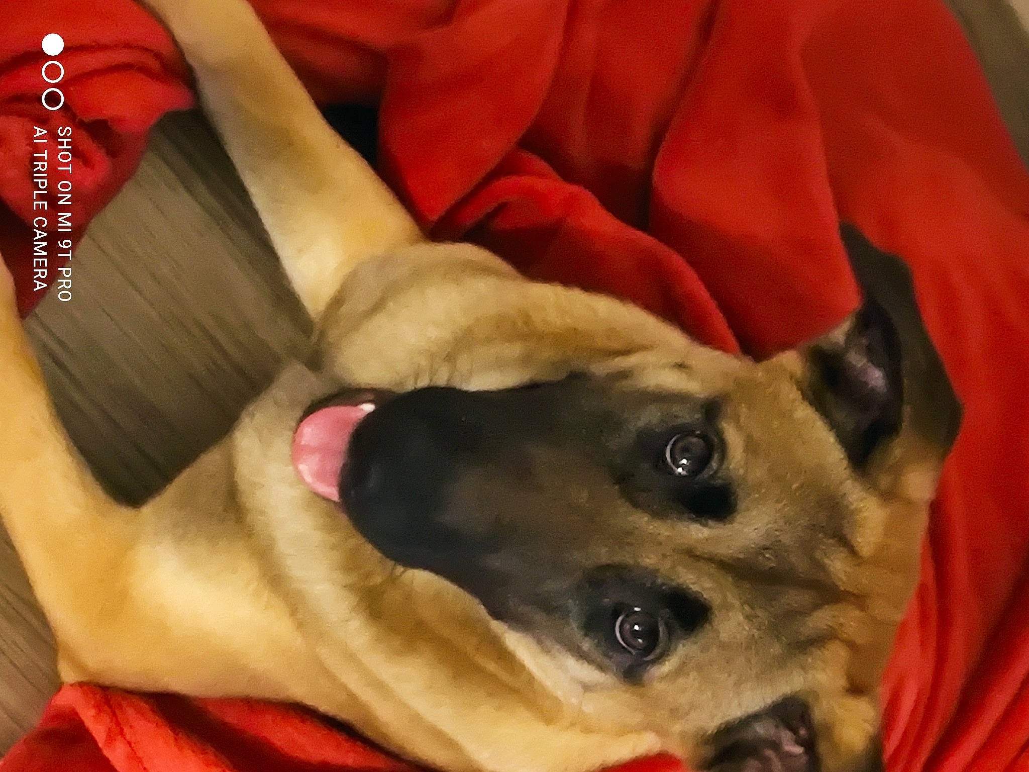 Nina participe au concours pour gagner de l'argent avec cette photo : canidae, carmine, carnivore, collar, comfort, companion_dog, couch, dog, dog_breed, dog_supply, fawn, fur, linens, paw, sporting_group, tie, toy_dog, whiskers, working_animal