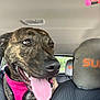 dog, brindle, pink_harness, tongue_out, car_interior, headrest, seat, window, sunlight, pet, animal, canine, happy, excited, closeup, inside, transportation, seat_cover, fur, muzzle