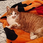 Moustache participe au concours pour gagner de l'argent avec cette photo : animal, bed, bedding, blanket, cat, cozy, curious, domestic_cat, ears, ginger_cat, indoor, orange_blanket, paws, pet, portrait, resting, stripes, tabby, whiskers, white_fur