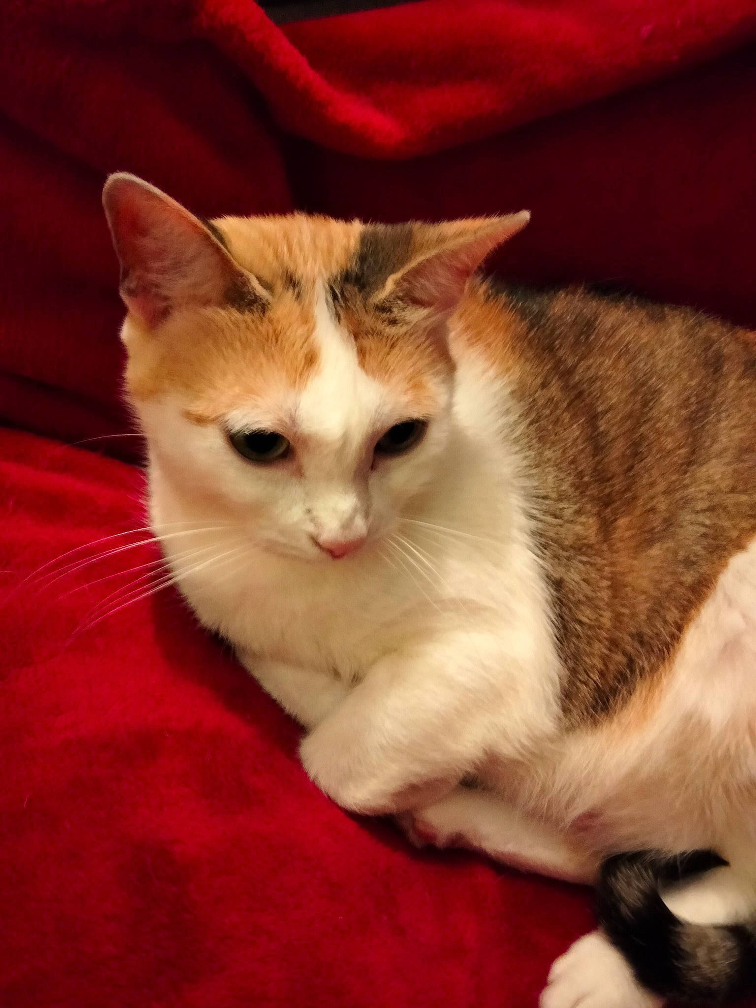 Malice participe au concours pour gagner de l'argent avec cette photo : carnivore, cat, claw, comfort, domestic_short_haired_cat, fawn, felidae, flooring, foot, fur, paw, small_to_medium_sized_cats, snout, tail, whiskers, wood