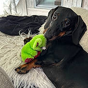 Naya a rejoint le concours — aidez-le/la à gagner de superbes lots ! dog, dachshund, pet, plush_toy, green_toy, frog_toy, paw, black_fur, brown_markings, big_eyes, indoor, cozy, blanket, shaggy_rug, looking_at_camera, portrait, closeup, resting, cute, couch