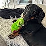 dog, dachshund, pet, plush_toy, green_toy, frog_toy, paw, black_fur, brown_markings, big_eyes, indoor, cozy, blanket, shaggy_rug, looking_at_camera, portrait, closeup, resting, cute, couch