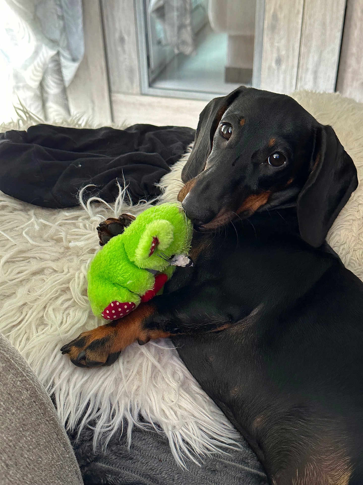 Naya a rejoint le concours — aidez-le/la à gagner de superbes lots ! dog, dachshund, pet, plush_toy, green_toy, frog_toy, paw, black_fur, brown_markings, big_eyes, indoor, cozy, blanket, shaggy_rug, looking_at_camera, portrait, closeup, resting, cute, couch