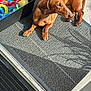 dog, dachshund, brown_dog, pet, toys, toy_box, doormat, mat, sunlight, tile_floor, paw, lounge, looking_away, small_dog, short_legs, relaxed, shadow, plastic_toy, rope_toy, container