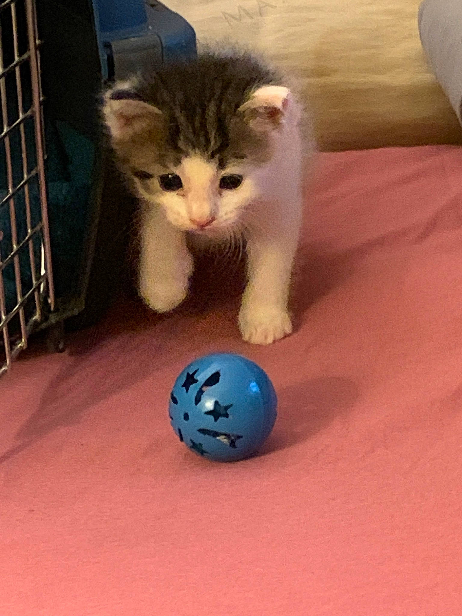 Princess joined the competition — help win amazing prizes! american_curl, american_shorthair, ball, carnivore, cat, cat_toy, domestic_short_haired_cat, european_shorthair, felidae, kitten, small_to_medium_sized_cats, whiskers