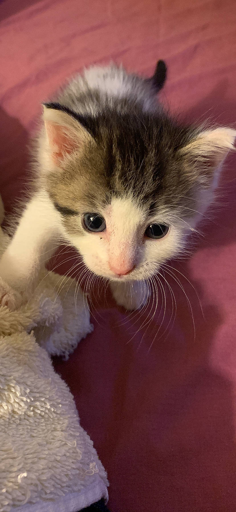 Princess is registered to the contest to win money with this photo: aegean_cat, american_curl, american_wirehair, asian, carnivore, cat, domestic_long_haired_cat, domestic_short_haired_cat, european_shorthair, felidae, fur, kitten, mammal, norwegian_forest_cat, polydactyl_cat, ragamuffin, small_to_medium_sized_cats, turkish_van, whiskers