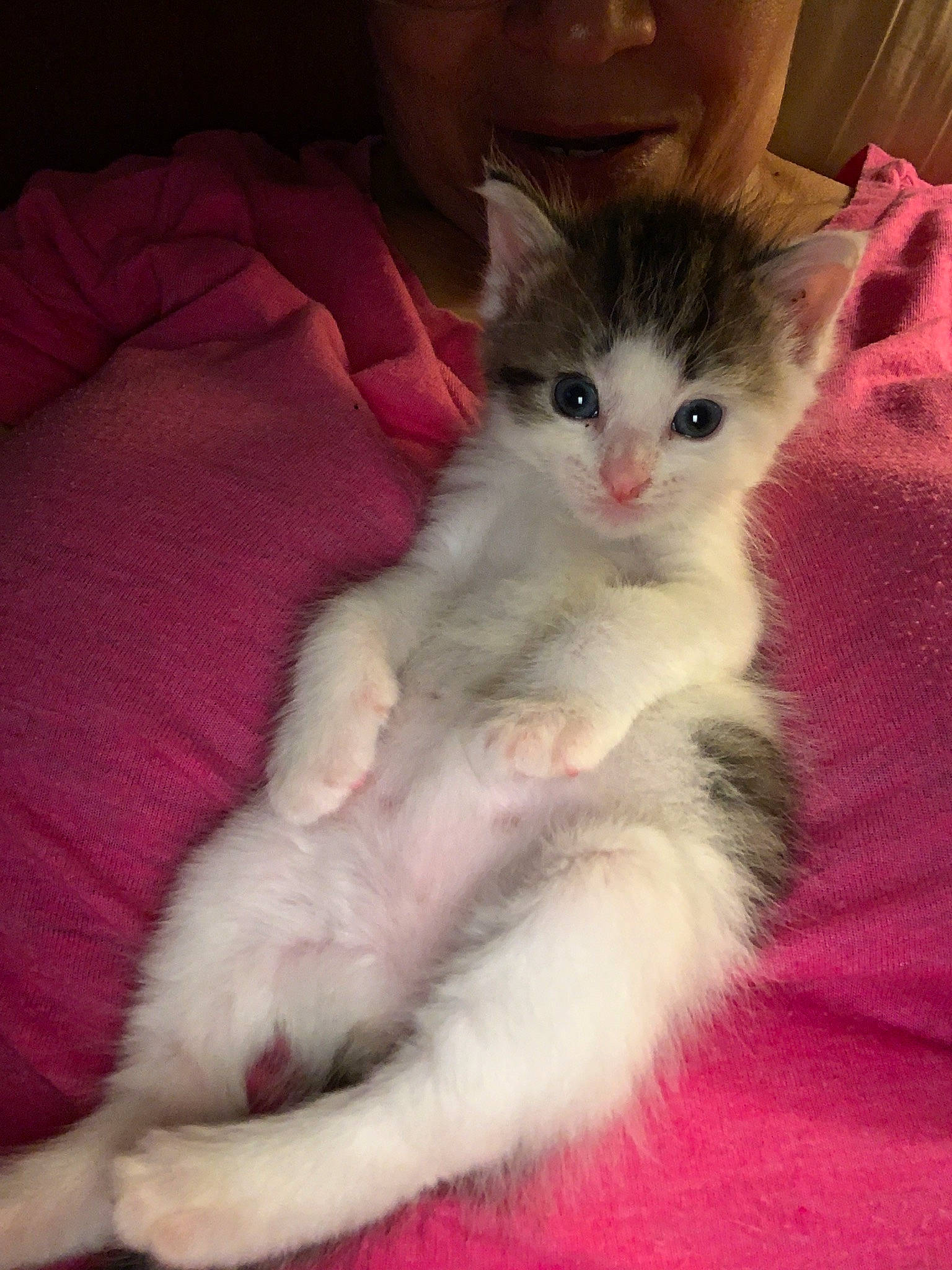 Princess is registered to the contest to win money with this photo: aegean_cat, american_curl, asian, burmilla, carnivore, cat, domestic_long_haired_cat, felidae, javanese, kitten, mammal, oriental_longhair, polydactyl_cat, singapura, small_to_medium_sized_cats, tail, turkish_angora, turkish_van, vertebrate, whiskers