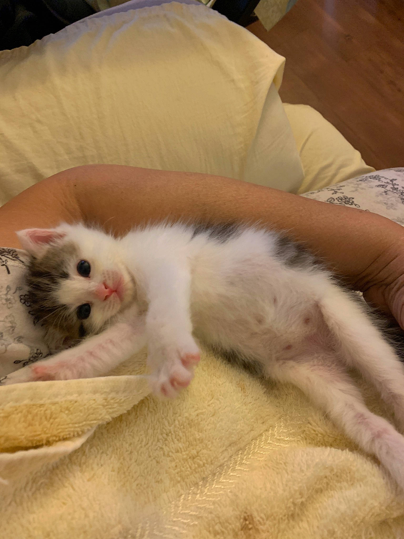 Princess is registered to the contest to win money with this photo: american_curl, british_longhair, carnivore, cat, claw, domestic_long_haired_cat, fawn, felidae, fur, kitten, norwegian_forest_cat, paw, persian, ragdoll, skin, small_to_medium_sized_cats, tail, turkish_angora, turkish_van, whiskers