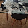 Romy participe au concours pour gagner de l'argent avec cette photo : cat, fluffy, black_and_white, glass_table, chair, parquet_floor, indoor, relaxed, pet, furniture, laying_down, paw, domestic, animal, home, table_leg, wooden_floor, cozy, resting, living_room