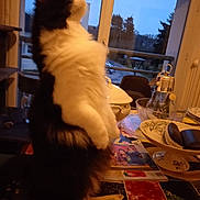 Romy a rejoint le concours — aidez-le/la à gagner de superbes lots ! cat, fluffy, black_and_white, standing, table, tablecloth, dishes, bowls, lantern, window, outdoor_view, trees, building, evening, indoor, pet, curious, furniture, home, cozy