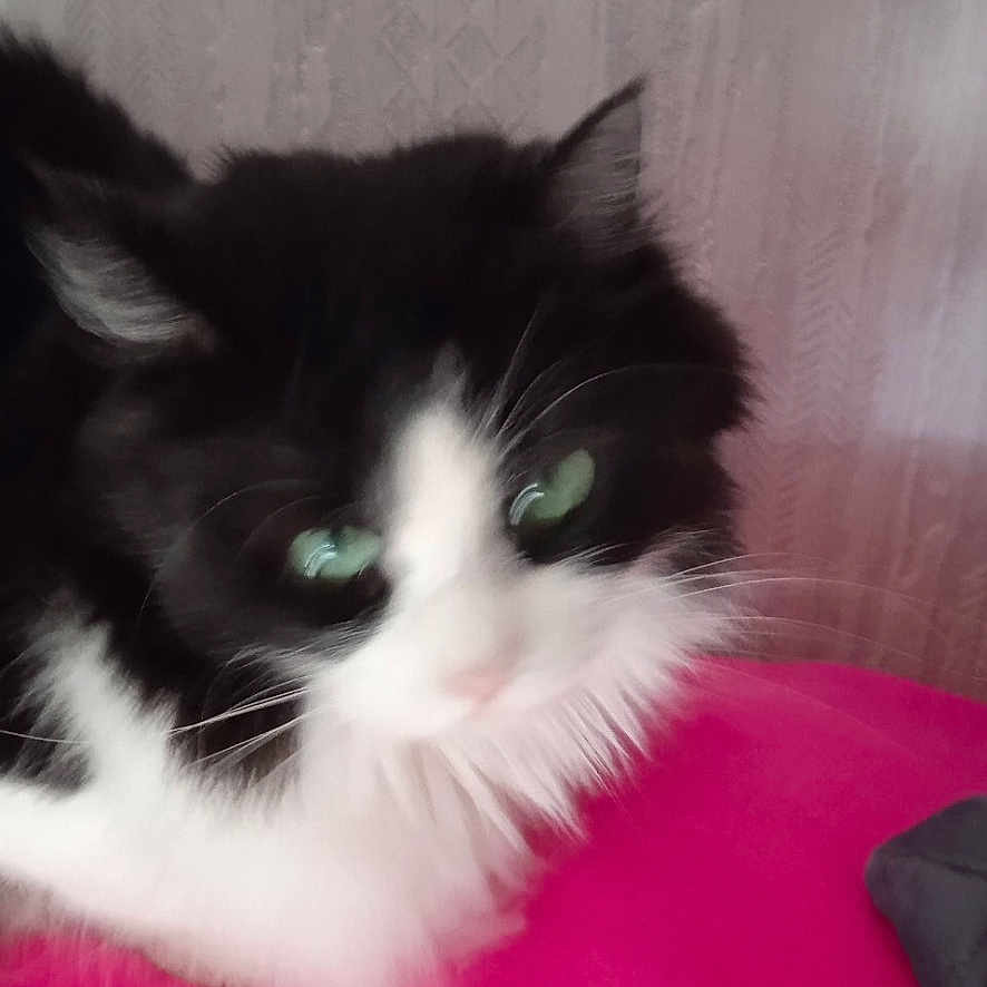 Romy a rejoint le concours — aidez-le/la à gagner de superbes lots ! animal, black_and_white, blurry, cat, closeup, cute, domestic_animal, ears, face, feline, fur, furry, green_eyes, indoor, pet, pink_surface, portrait, resting, soft_texture, whiskers