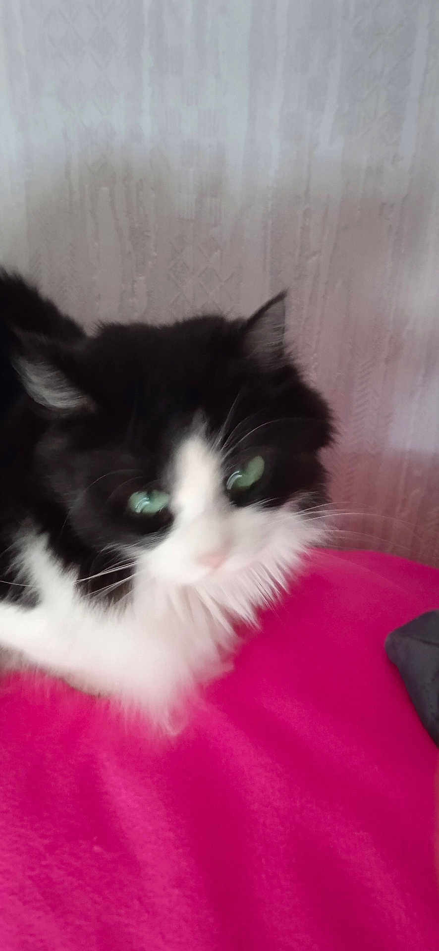 Romy a rejoint le concours — aidez-le/la à gagner de superbes lots ! cat, feline, black_and_white, green_eyes, blurry, pet, indoor, fur, whiskers, pink_surface, animal, cute, domestic_animal, face, ears, closeup, soft_texture, furry, resting, portrait