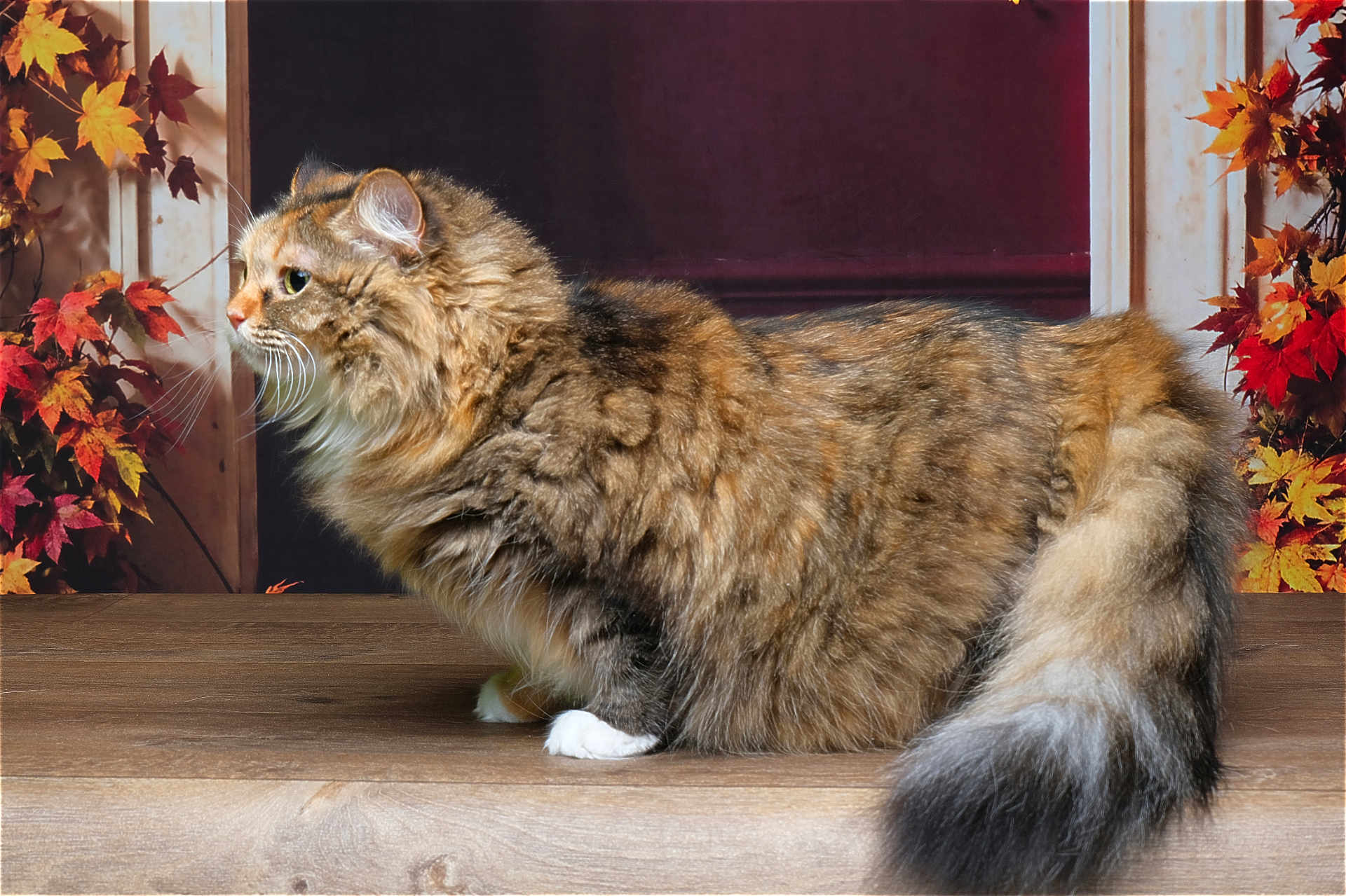 Pâquerette a rejoint le concours — aidez-le/la à gagner de superbes lots ! cat, fluffy, long_hair, side_view, wooden_surface, autumn_leaves, orange_leaves, brown_fur, white_paw, tail, indoor, animal, pet, feline, whiskers, portrait, fall_season, decor, close_up, profile