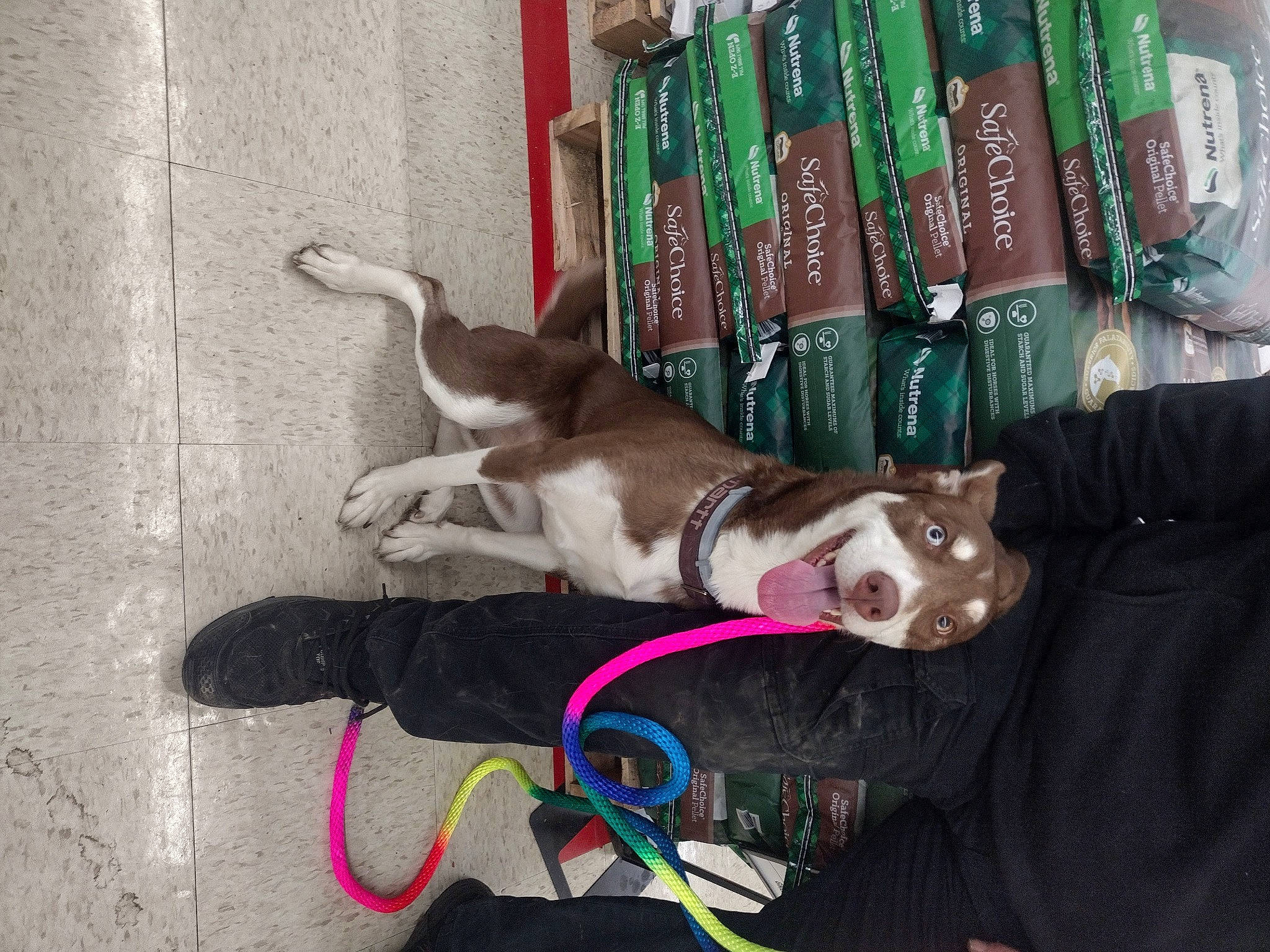 Sienna is registered to the contest to win money with this photo: canidae, carnivore, collar, companion_dog, dog, dog_breed, dog_collar, dog_supply, fashion_accessory, fawn, fur, guard_dog, leash, magenta, non_sporting_group, pet_supply, smile, sporting_group, tail, working_animal