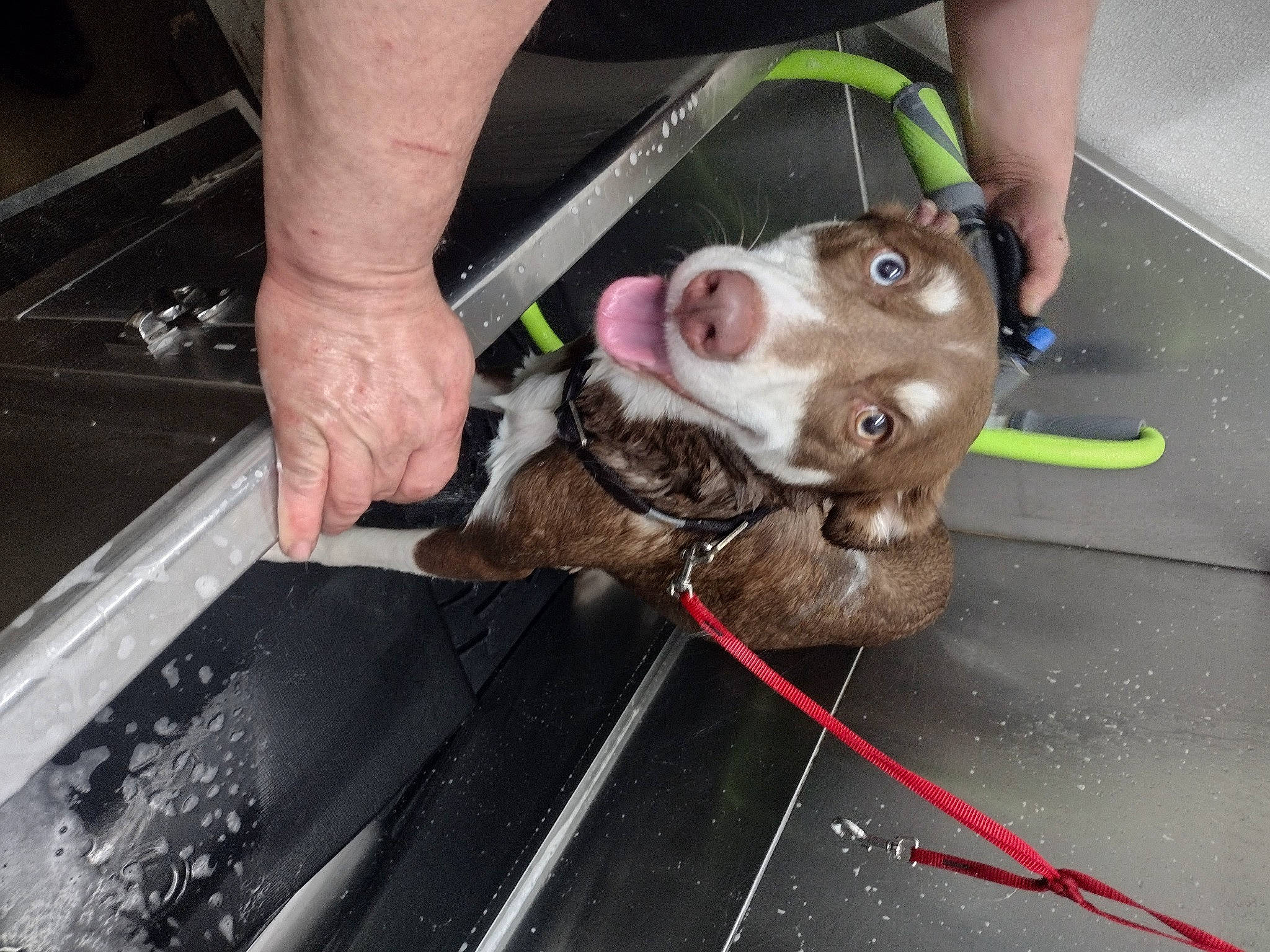 Sienna is registered to the contest to win money with this photo: animal_training, canidae, carnivore, collar, companion_dog, dog, dog_breed, dog_collar, fawn, flooring, foot, fur, leash, liver, machine, snout, sporting_group, wire, working_animal