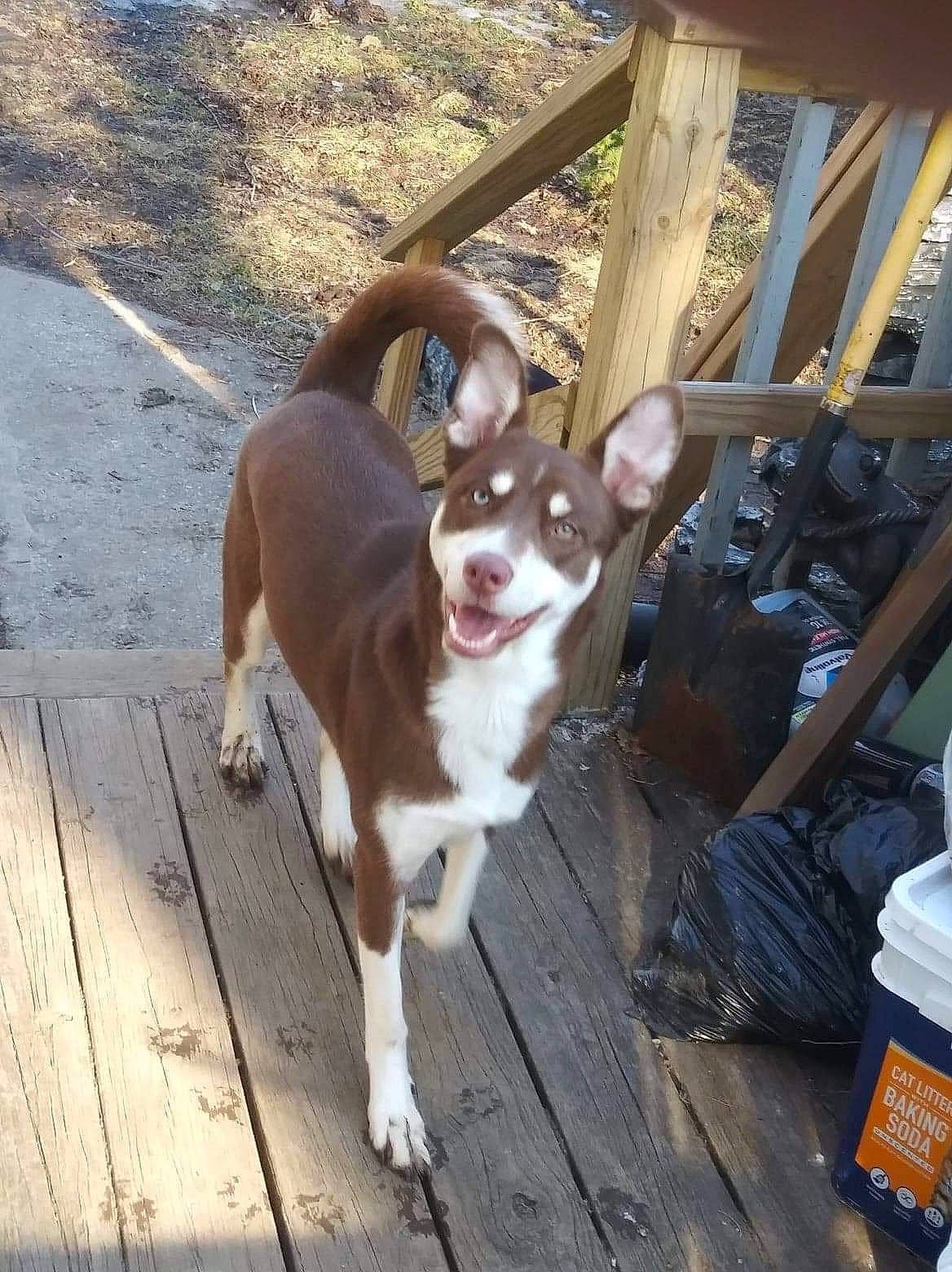 Sienna joined the competition — help win amazing prizes! carnivore, collar, companion_dog, dog, dog_breed, dog_collar, fawn, felidae, fence, fur, hardwood, leash, non_sporting_group, plant, snout, sporting_group, tail, toy_dog, wood, working_animal