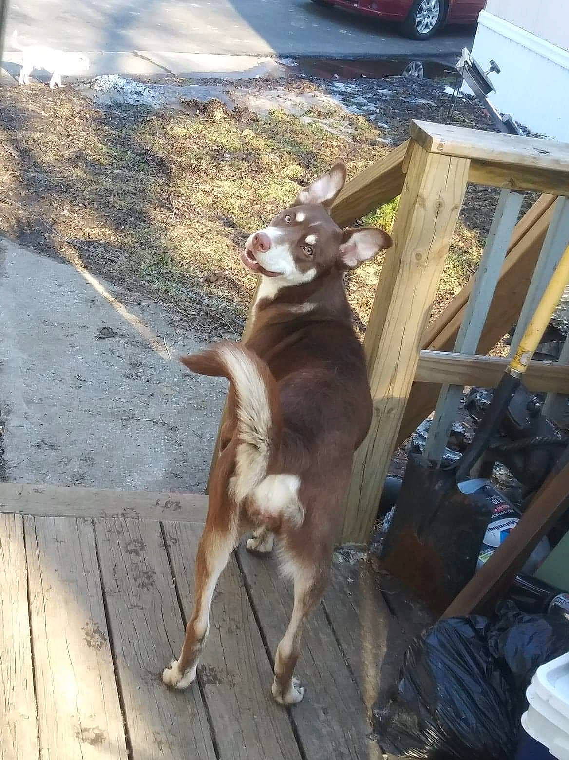 Sienna joined the competition — help win amazing prizes! automotive_exterior, automotive_tire, car, dog_breed, fawn, fur, goat, goat_antelope, plant, road, road_surface, small_to_medium_sized_cats, tail, tire, vehicle, vehicle_registration_plate, wheel, wildlife, window, wood