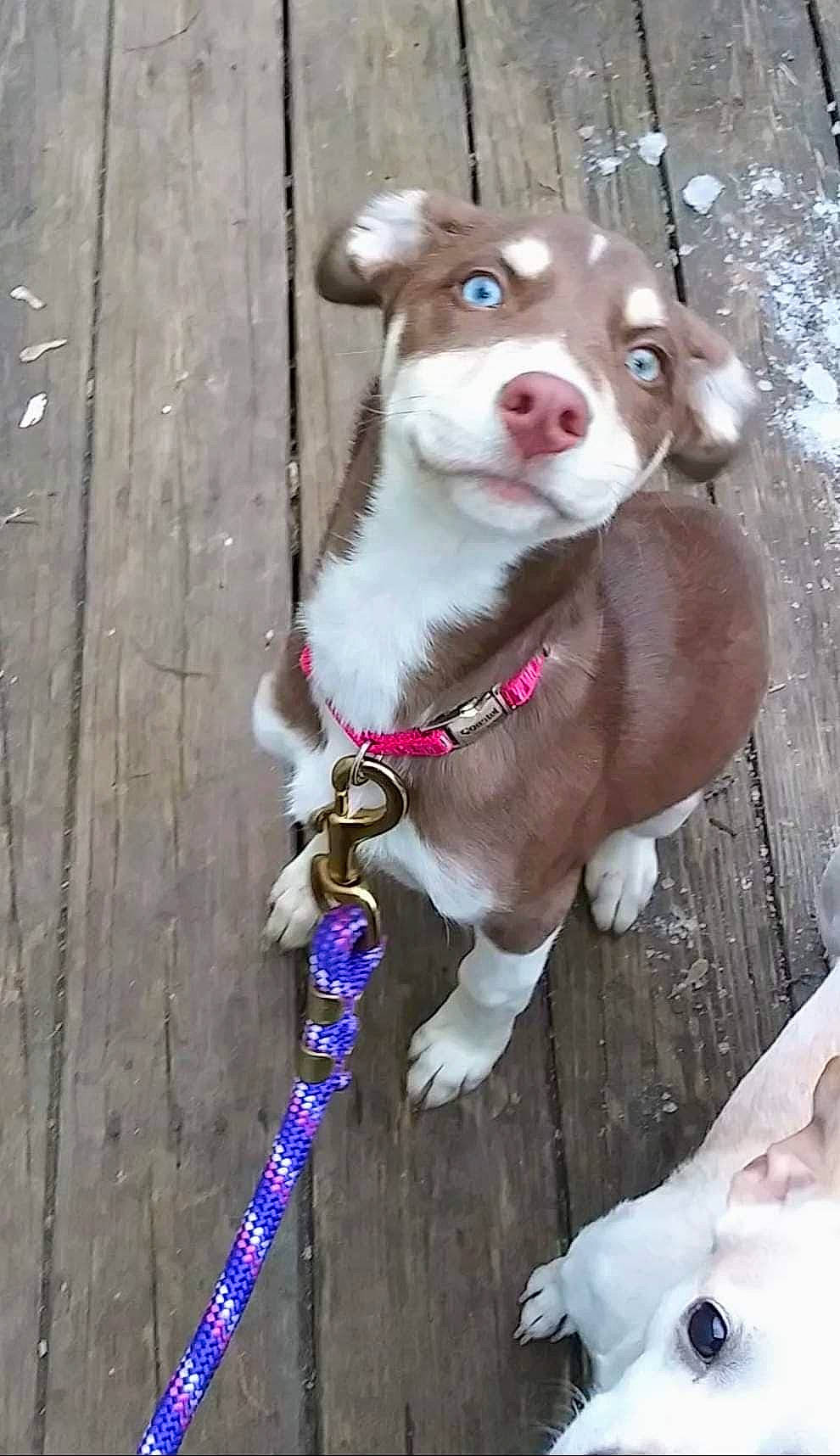 Sienna is registered to the contest to win money with this photo: art, carnivore, collar, companion_dog, dog, dog_breed, dog_collar, dog_supply, door, fashion_accessory, fawn, jewellery, leash, liver, pet_supply, pink, toy, whiskers, wood, working_animal