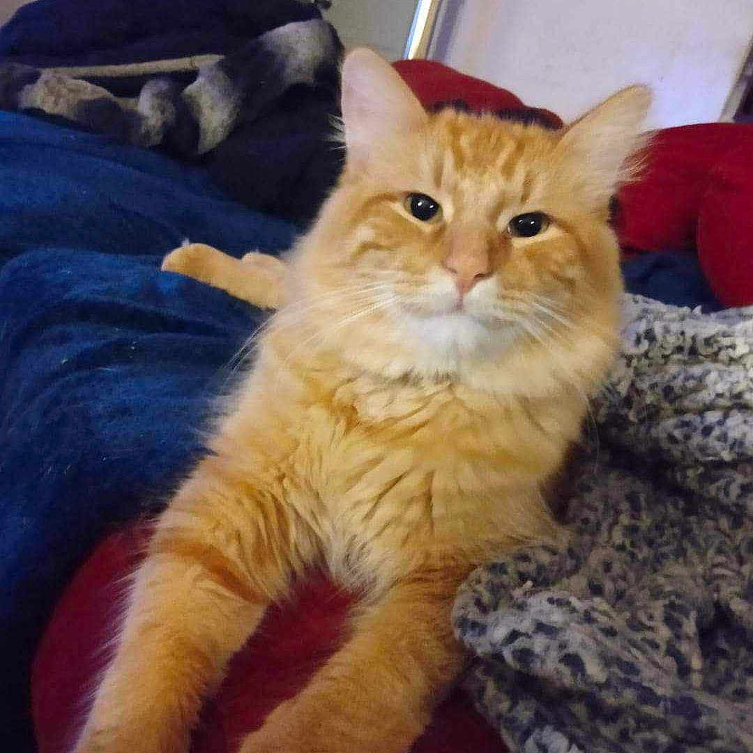 Oliver joined the competition — help win amazing prizes! abyssinian, animal, bed, bedroom, blanket, canine, cat, couch, cushion, dog, furniture, homedecor, indoors, kitten, manx, person, pet, quilt, room, sleeping