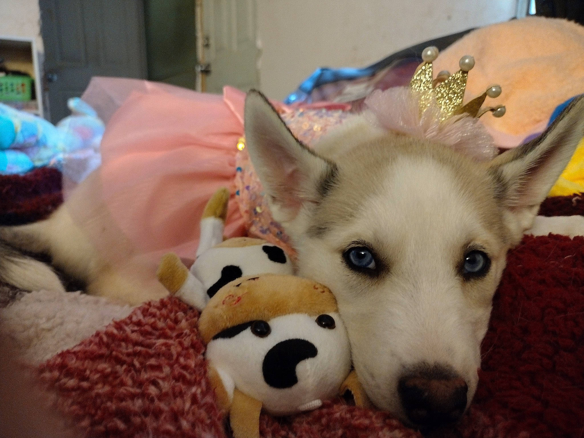 Luna joined the competition — help win amazing prizes! canidae, carnivore, collar, comfort, companion_dog, dog, dog_breed, dog_supply, fawn, fur, herding_dog, linens, paw, snout, sporting_group, stuffed_toy, terrestrial_animal, toy, whiskers, working_animal